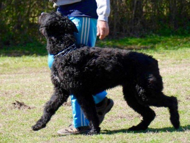 A person is walking a large black dog in a field