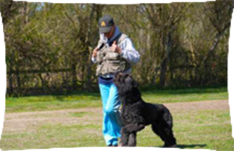 A man standing next to a black dog in a field