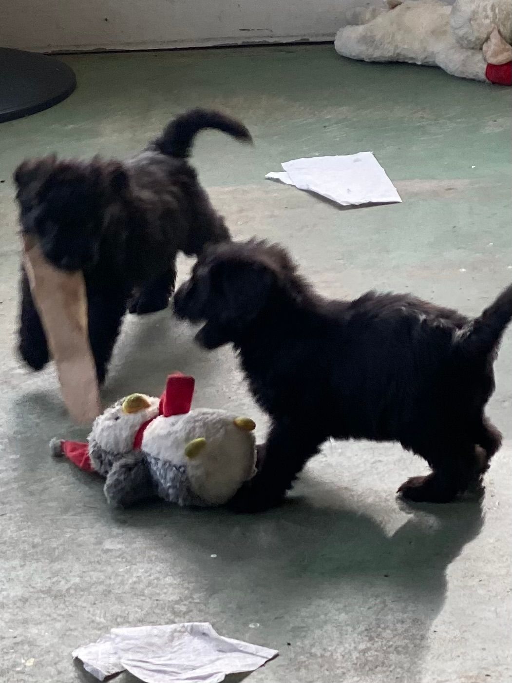 Side angle of 2 back puppies playing.