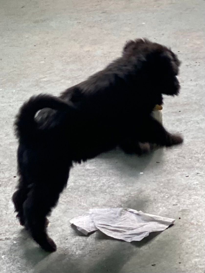 Side and rear view of black puppy playing.