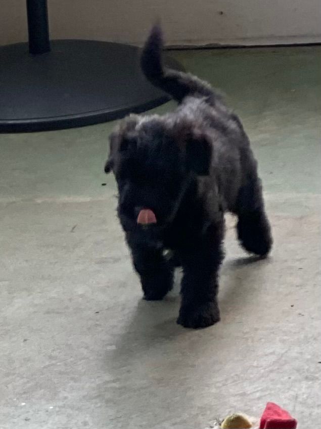 Front shot of black puppy walking.