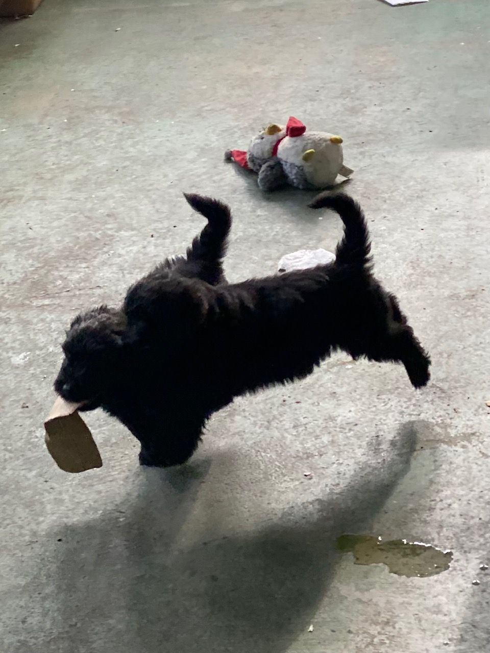 Black puppy playing.