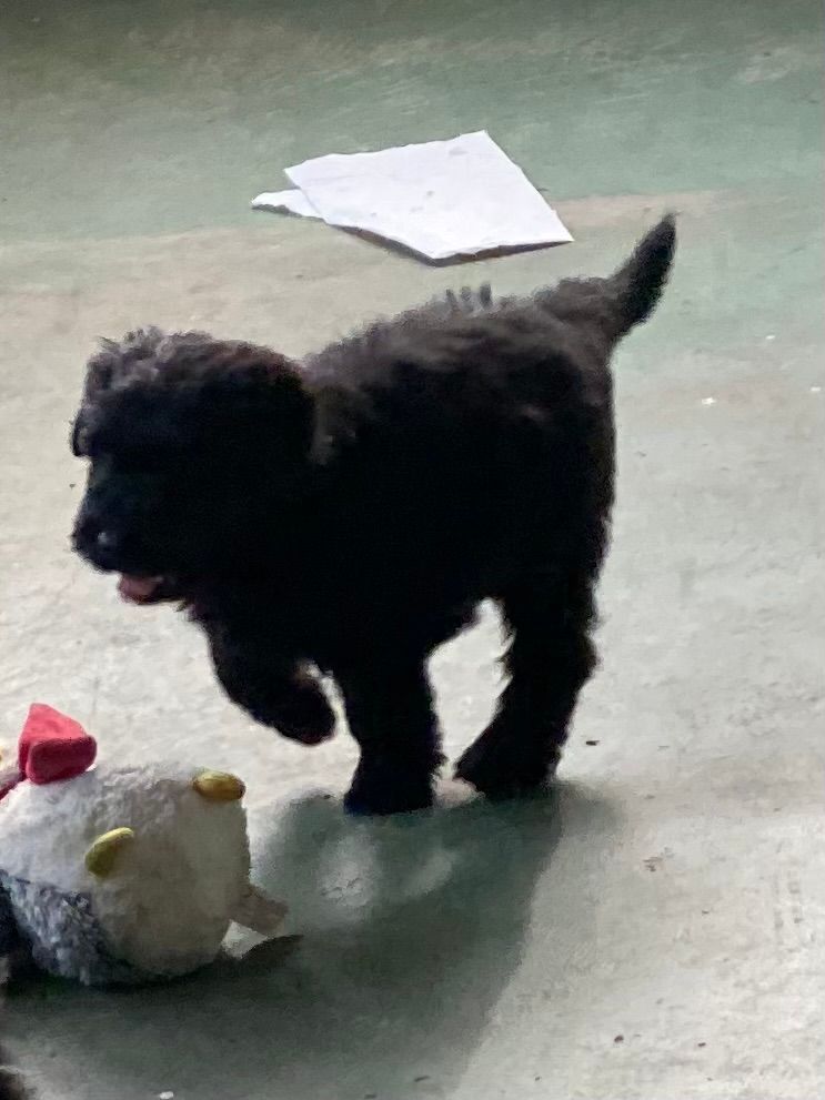 Black puppy with red ball.