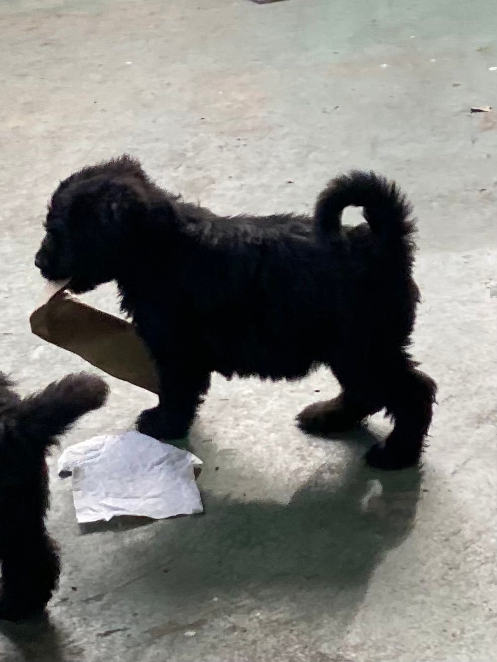Black puppy standing.