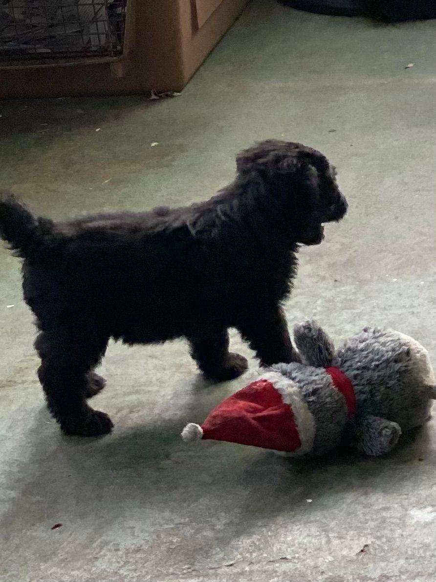 Black puppy playing with toy.
