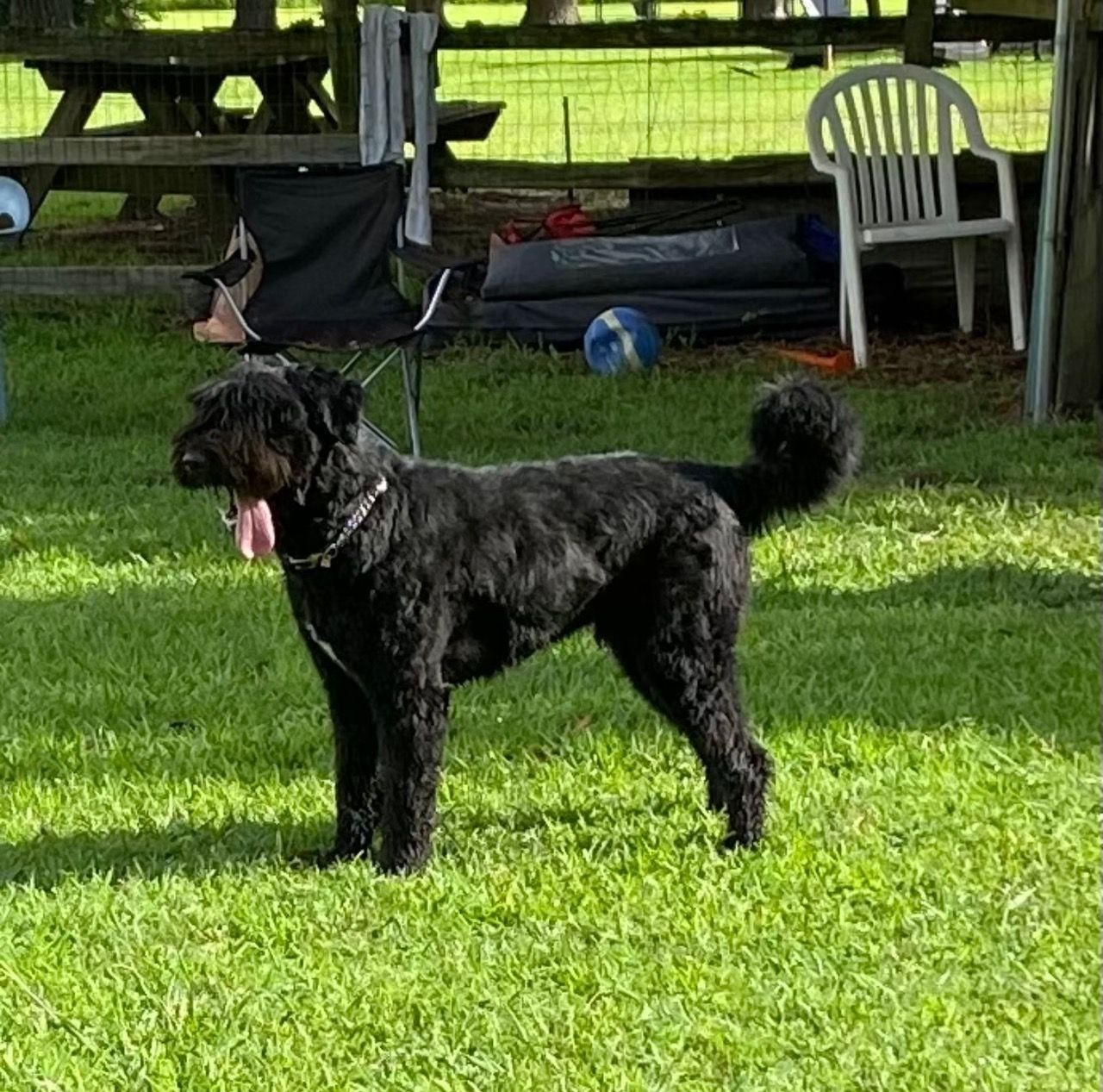 A black dog is standing in the grass in a park.