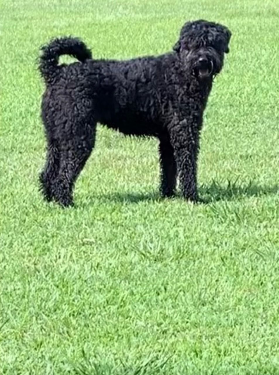 A black dog is standing in the grass in a field.