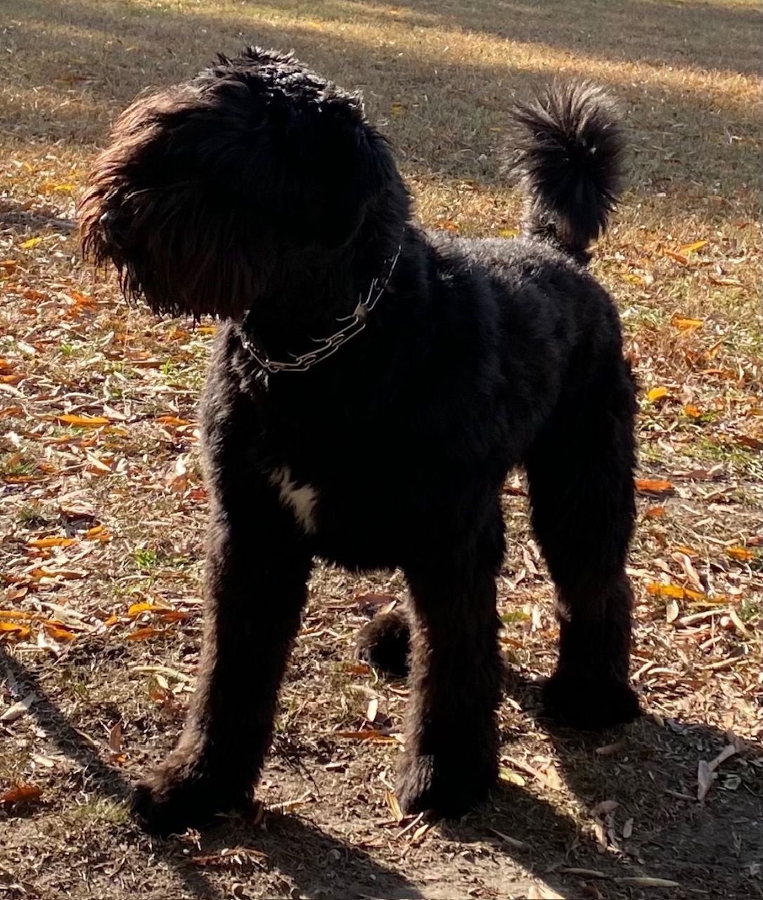 A black dog with a chain around its neck is standing in the dirt