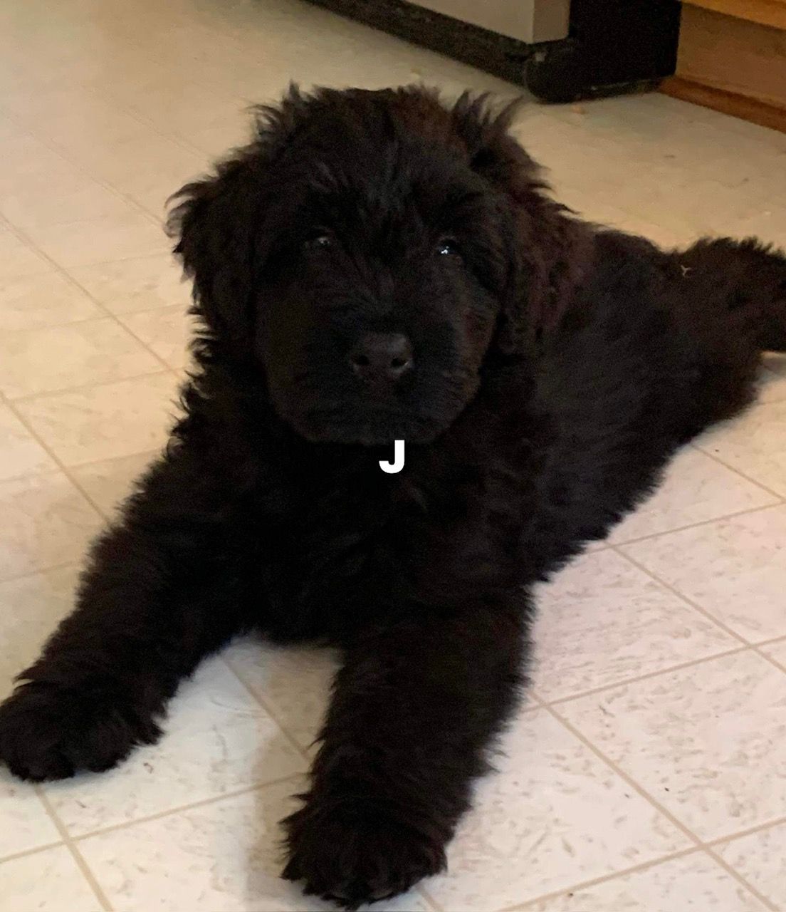 A black puppy with the letter j on its collar is laying on the floor.