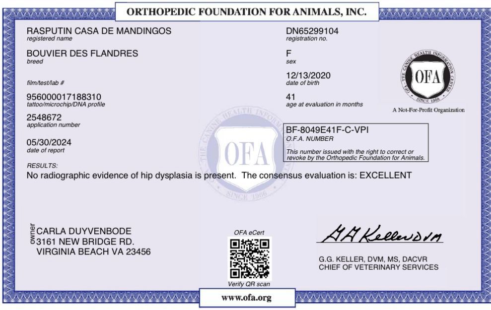 A certificate from the orthopedic foundation for animals inc.