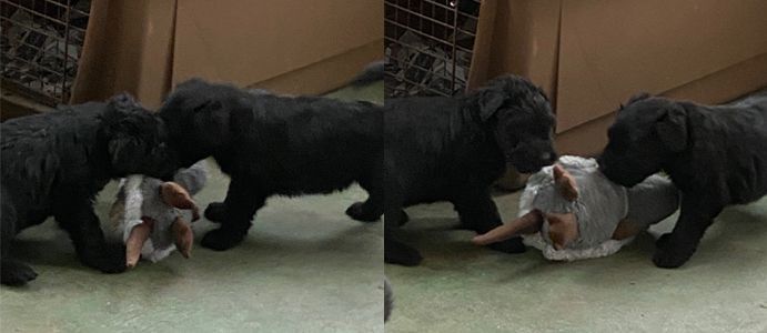 Two black puppies are playing with a stuffed animal on the floor.