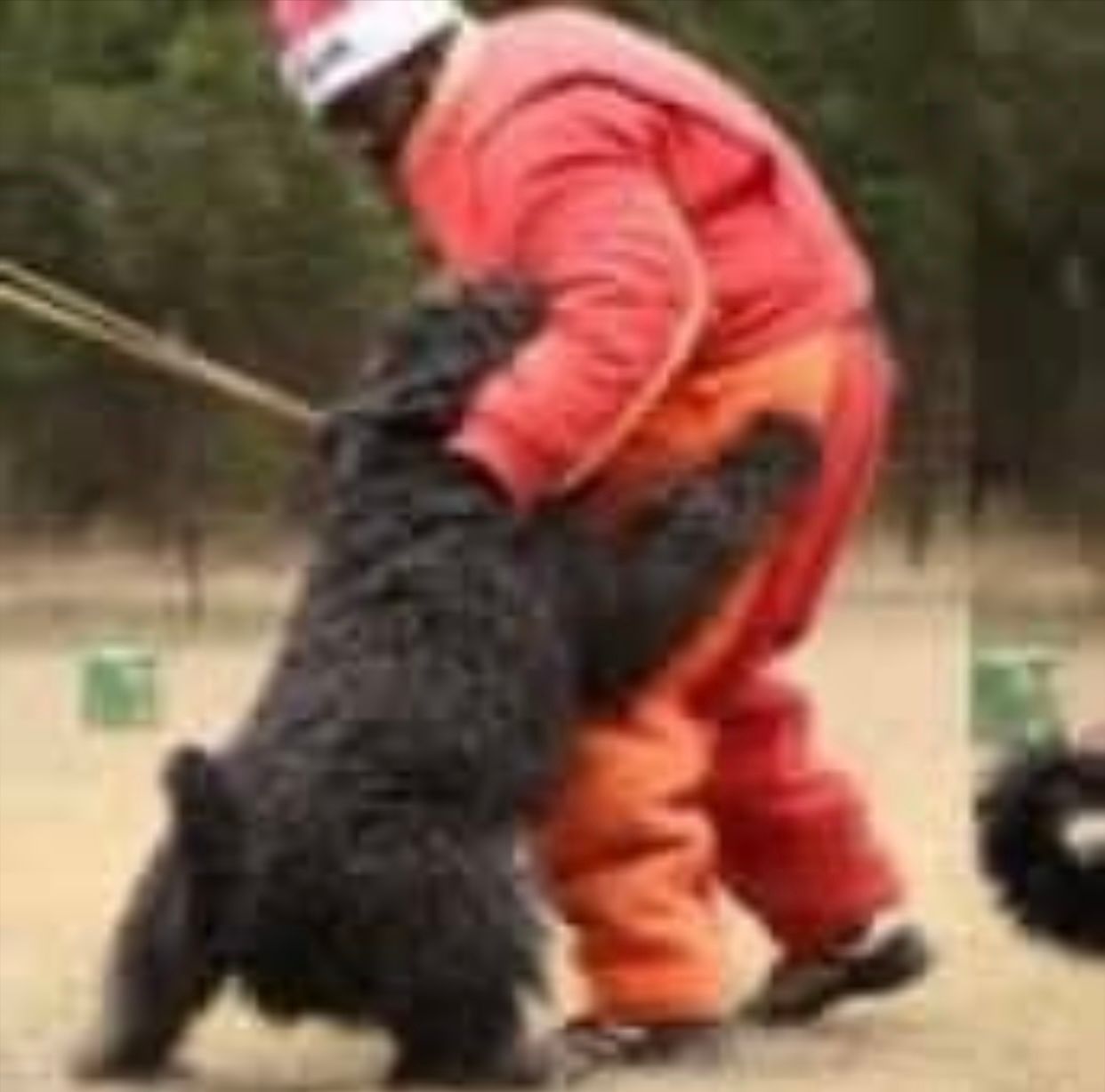 A man in a santa hat is playing with a dog.