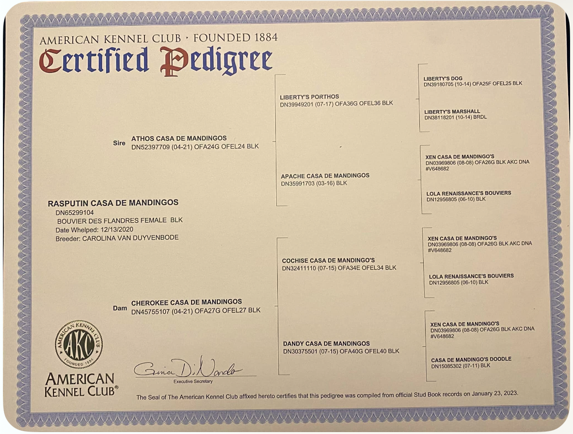 A certified pedigree from the american kennel club