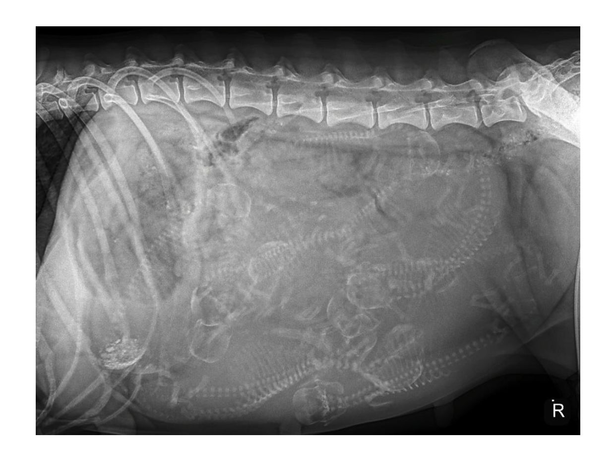 A black and white x-ray of a dog's stomach and spine