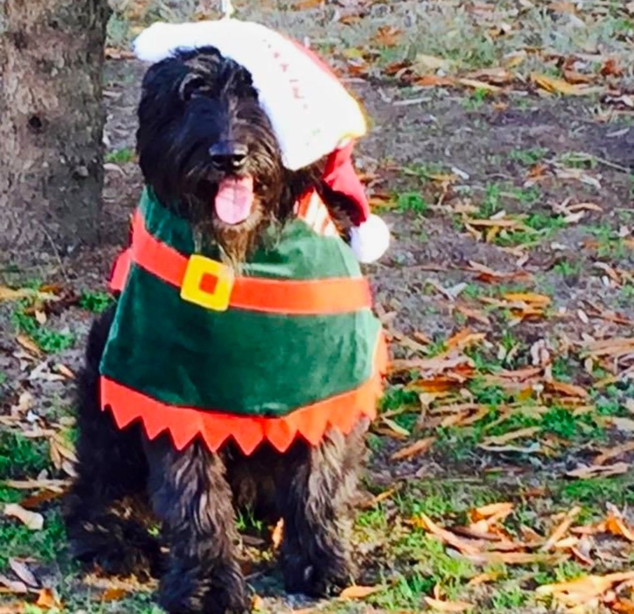 A black dog wearing a santa hat and elf outfit