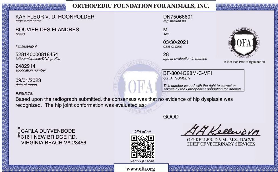 A certificate from the orthopedic foundation for animals inc.