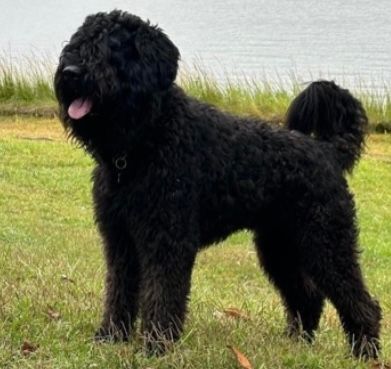A black dog is standing in the grass next to a body of water.