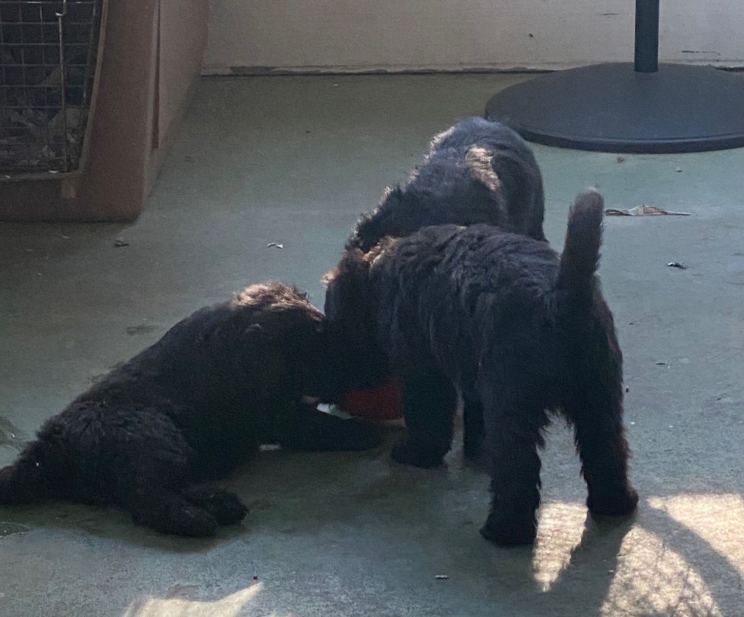 Two black puppies are playing with each other on the floor
