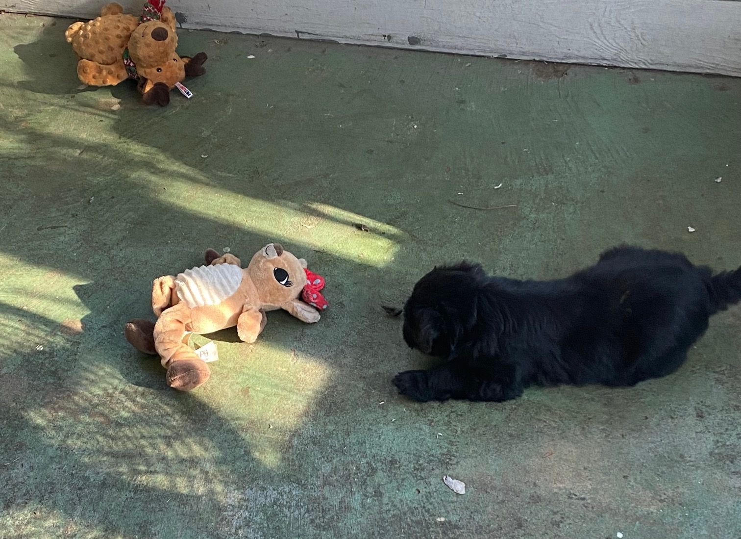 Two puppies are playing with stuffed animals on the ground.