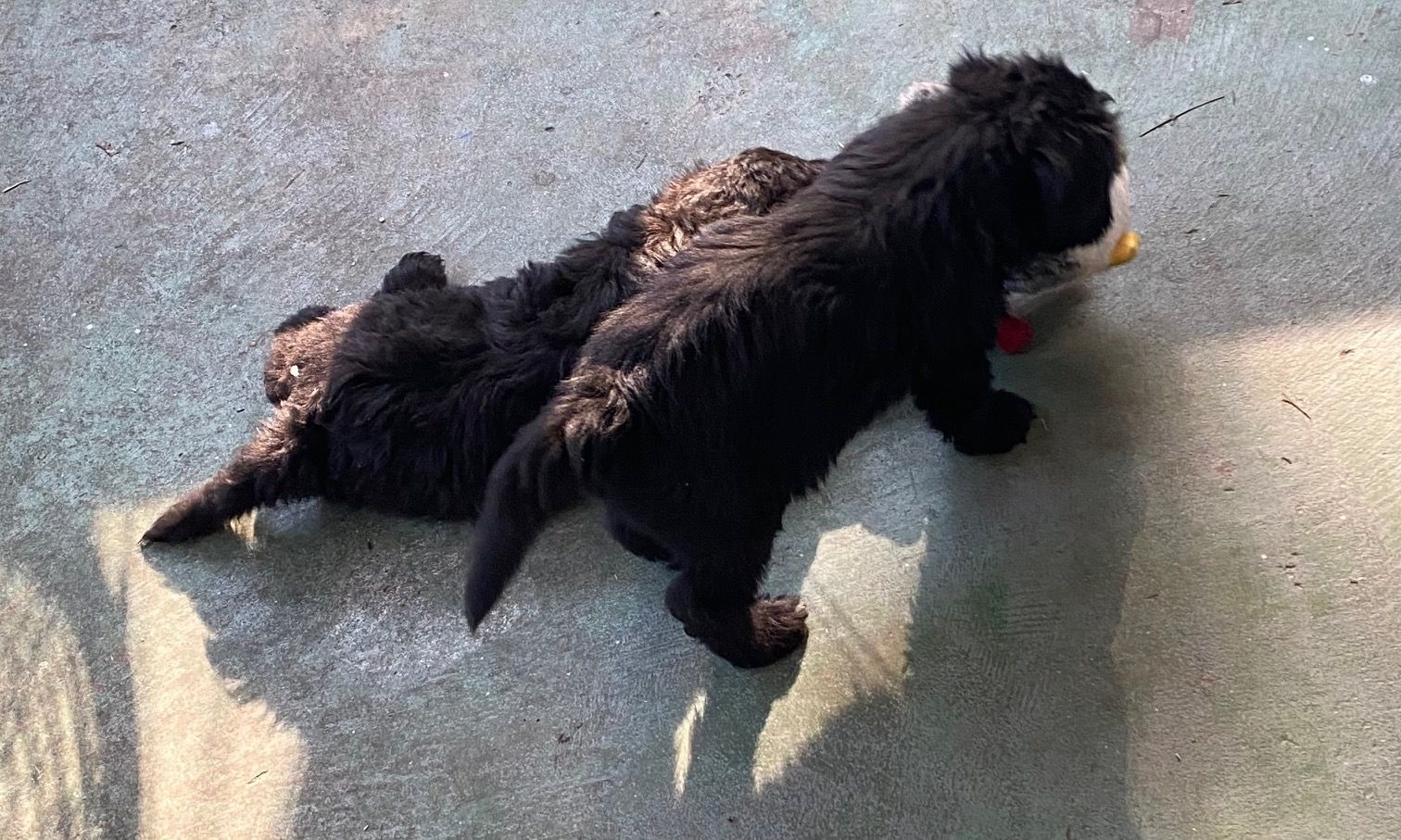 Two black puppies are playing with a toy on the floor.