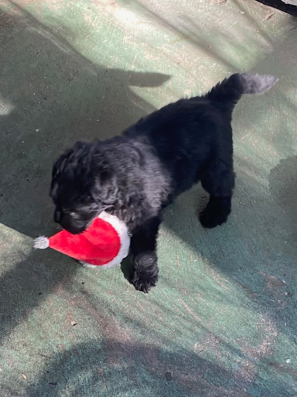 A black puppy wearing a santa hat is standing on the ground.