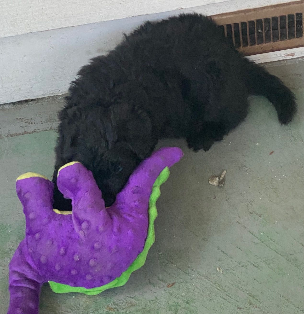 A black dog is playing with a purple stuffed animal