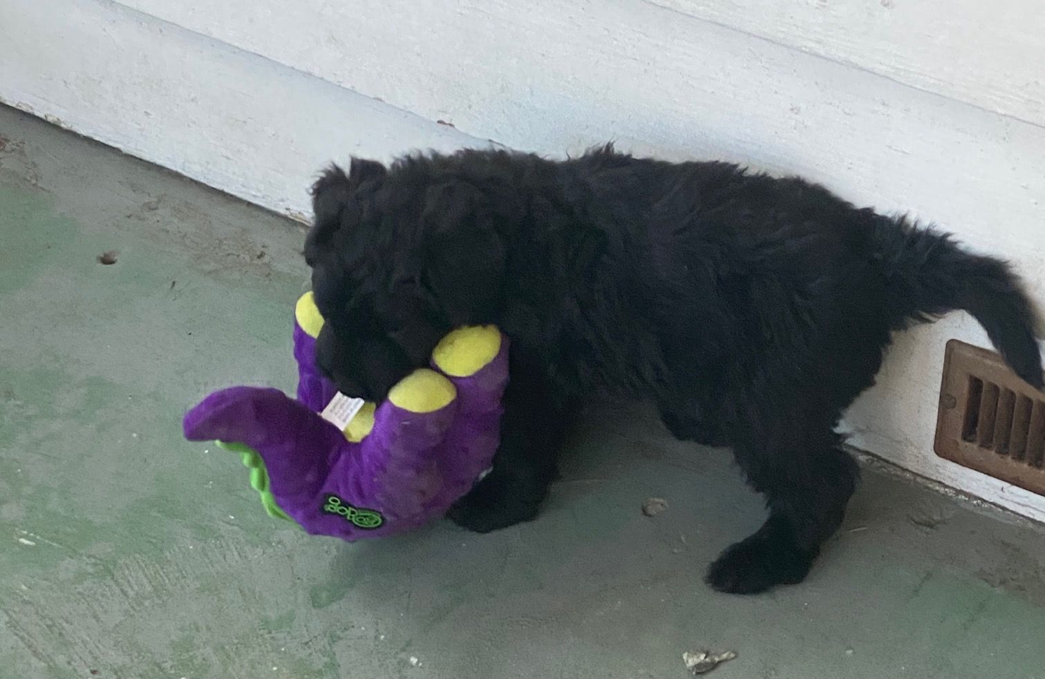 A black puppy is playing with a purple stuffed animal.