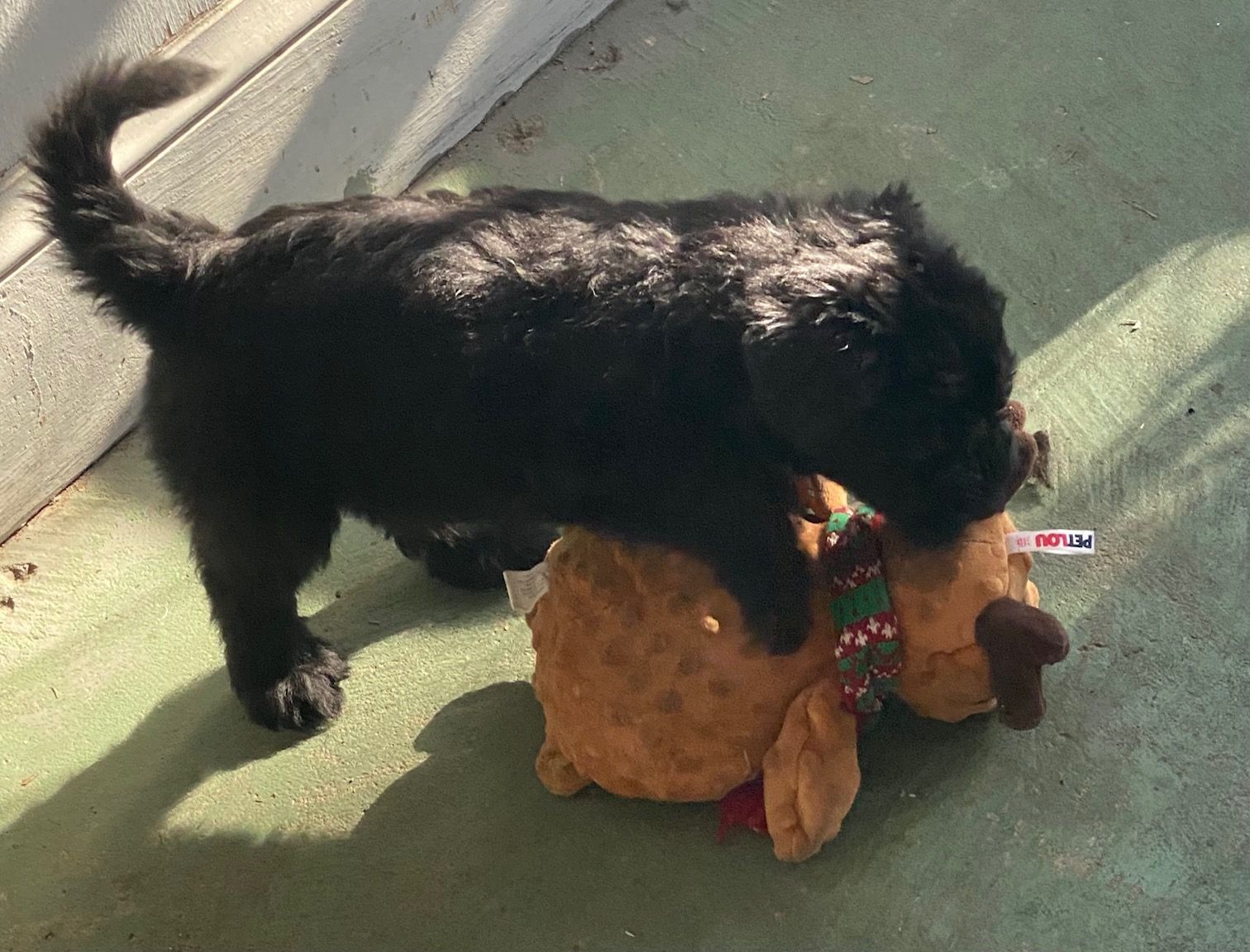 A black dog is playing with a stuffed reindeer toy