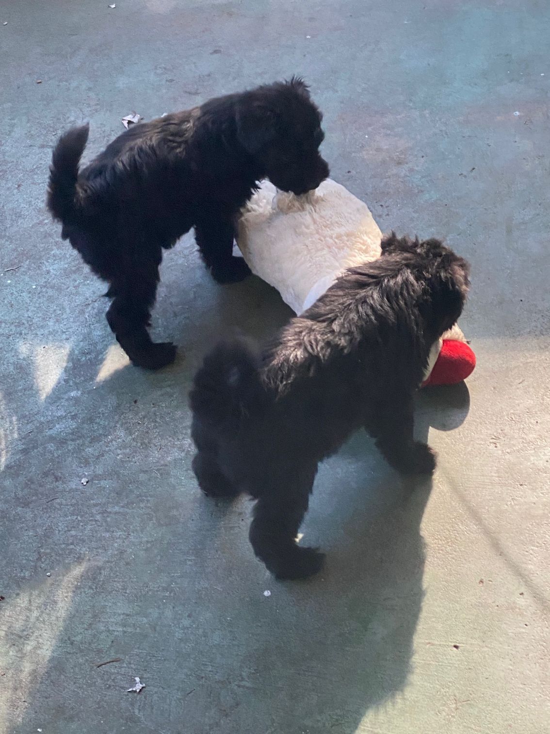 Two black puppies are playing with a ball on the floor.