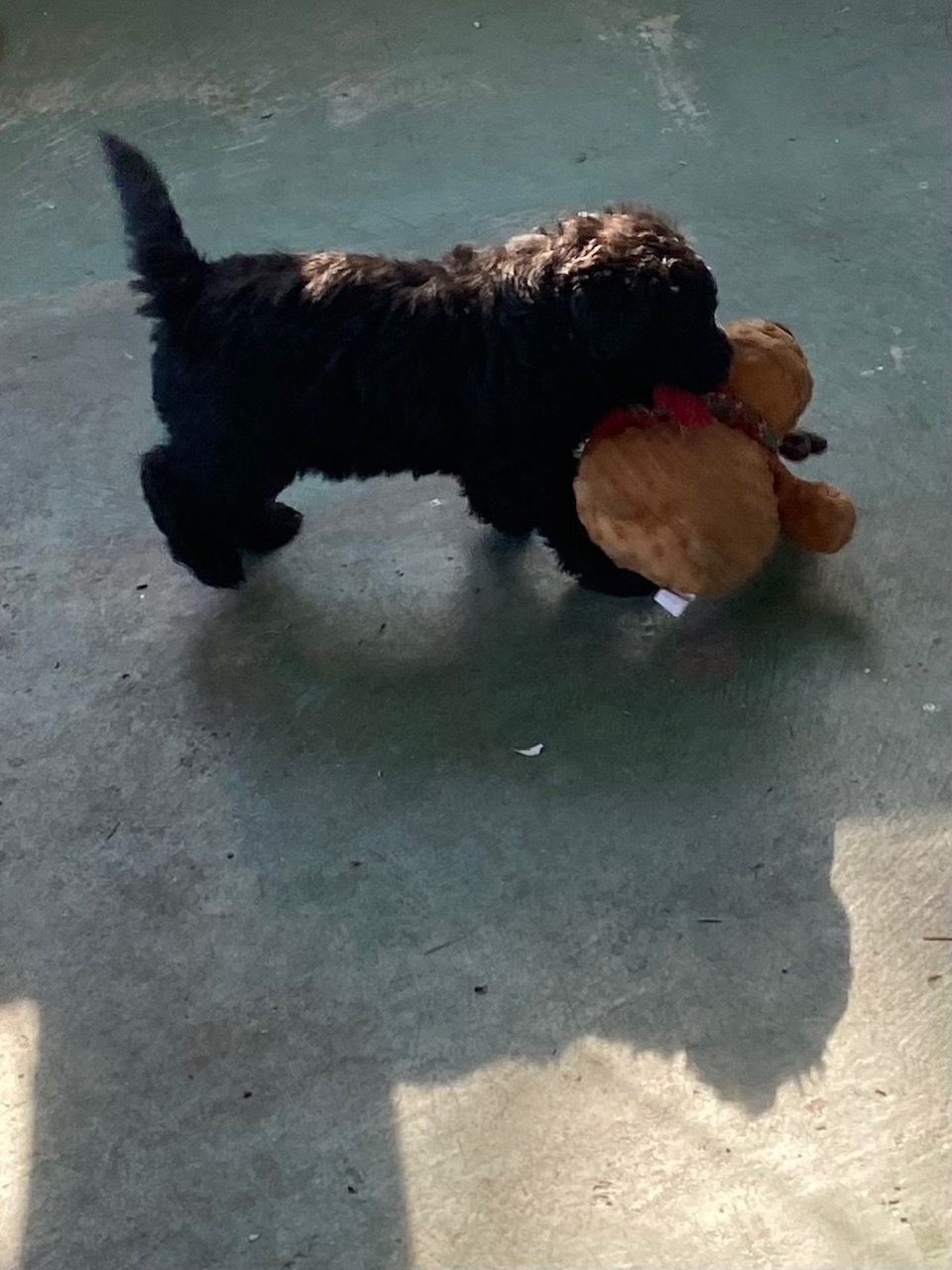 A black dog is playing with a stuffed animal on the floor.