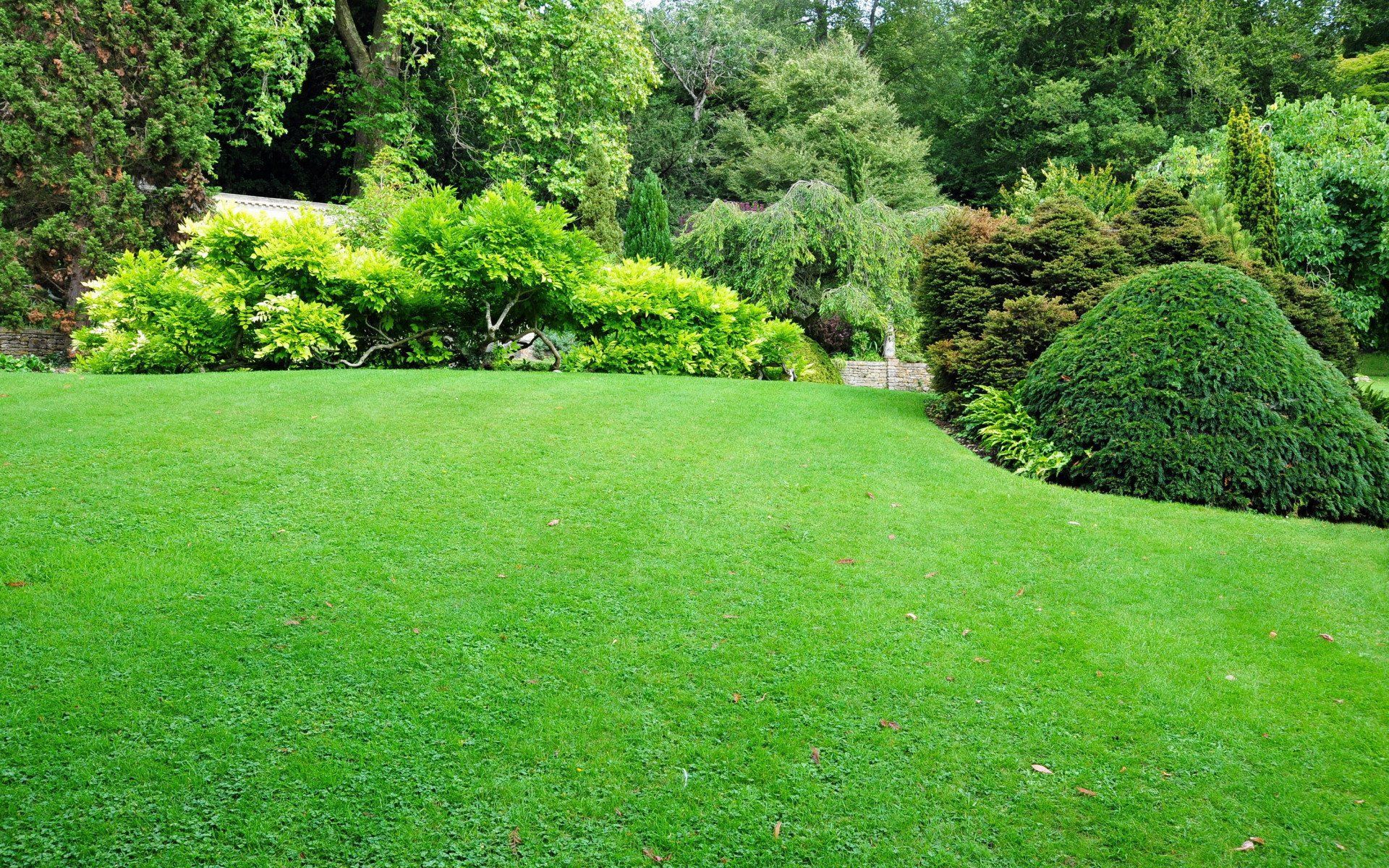 Lush green lawn with various trees and shrubs in the background.