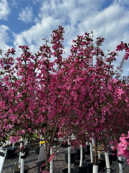Pink flowering tree against a partly cloudy blue sky.