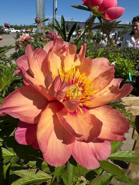 Large peony flower with peach and orange petals, yellow center, green foliage.