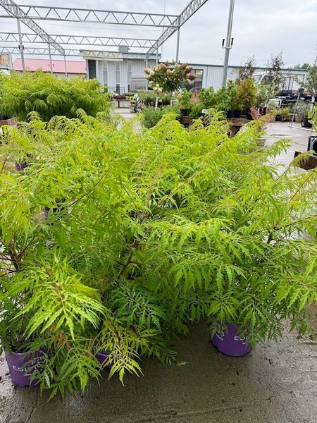 Bright green plant with fern-like leaves in a purple pot at a plant nursery.