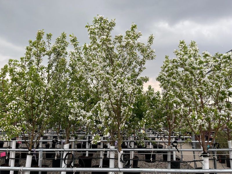 Row of flowering trees in white pots, set in a gray metal frame, under a cloudy sky.