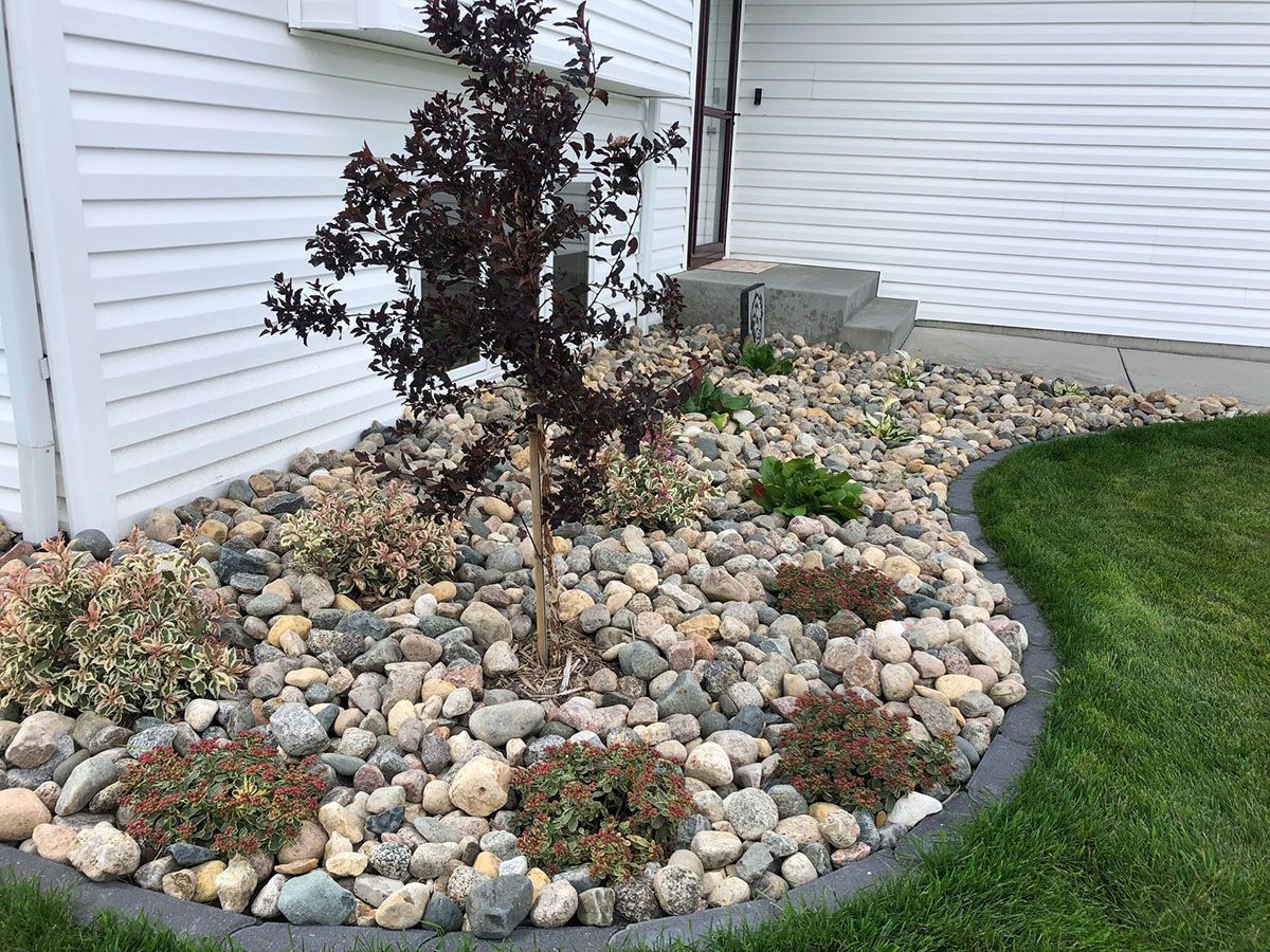 A landscaped rock bed featuring a dark-leafed tree, small shrubs, and a curved concrete border next to a white house