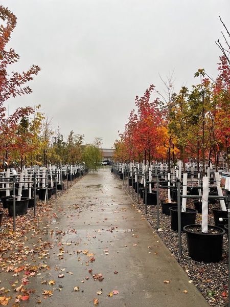 Rows of trees in autumn colors at a nursery, pots lined up. Overcast sky.