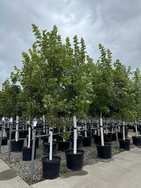 Rows of trees in black pots with white supports, under a cloudy sky.