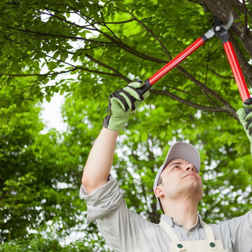 Person in a cap and gloves pruning a tree with red shears outdoors. Green leaves in background.