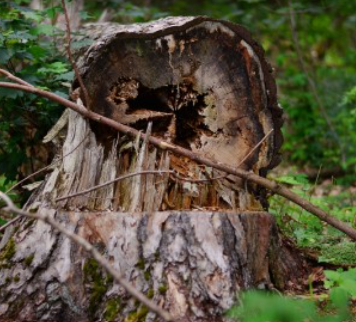 Tree stump in a forest, showing the cut interior. Brown, gray, and green tones.