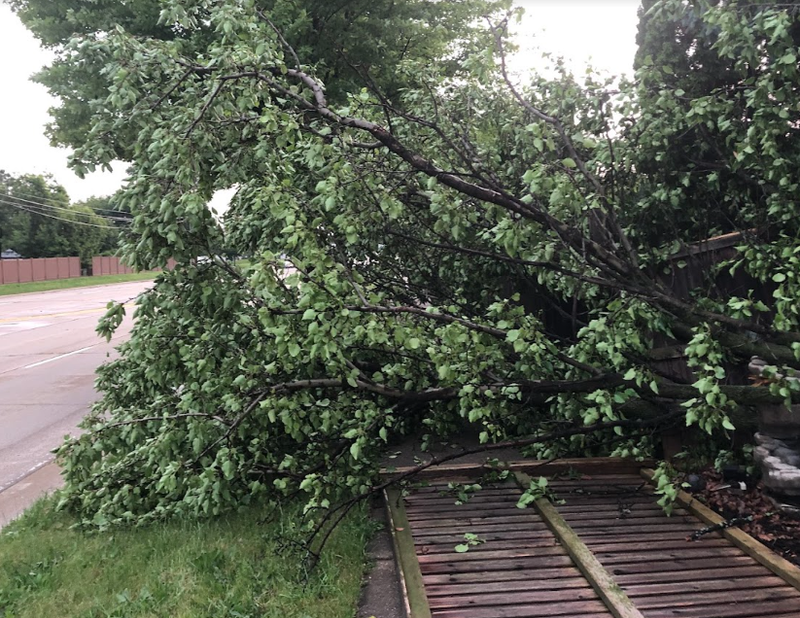 Fallen tree with green leaves blocking a wooden walkway and road, beside grass.
