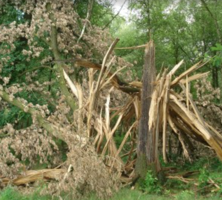 A large tree trunk split and broken in a forest, brown and tan wood against green foliage.