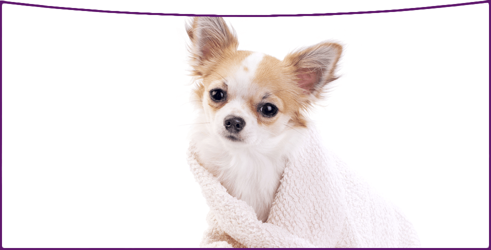 chihuahua-wrapped-up-in-towel