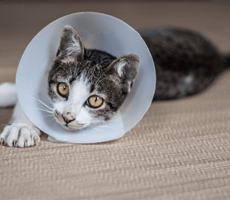cat-with-lampshade-collar