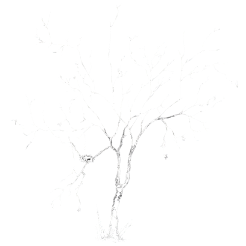 Bare tree with thin branches and a light, airy appearance.