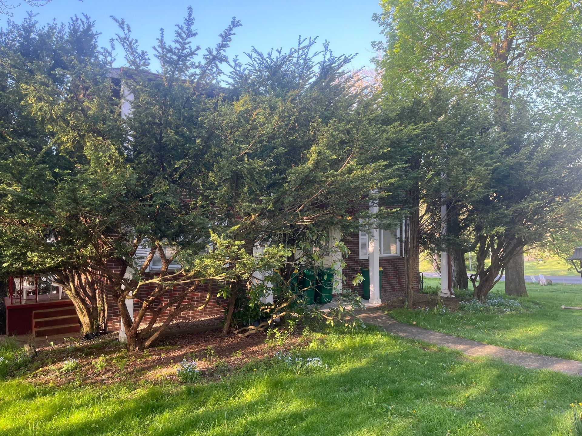 A house with a pathway, overgrown with greenery in the sunlight.