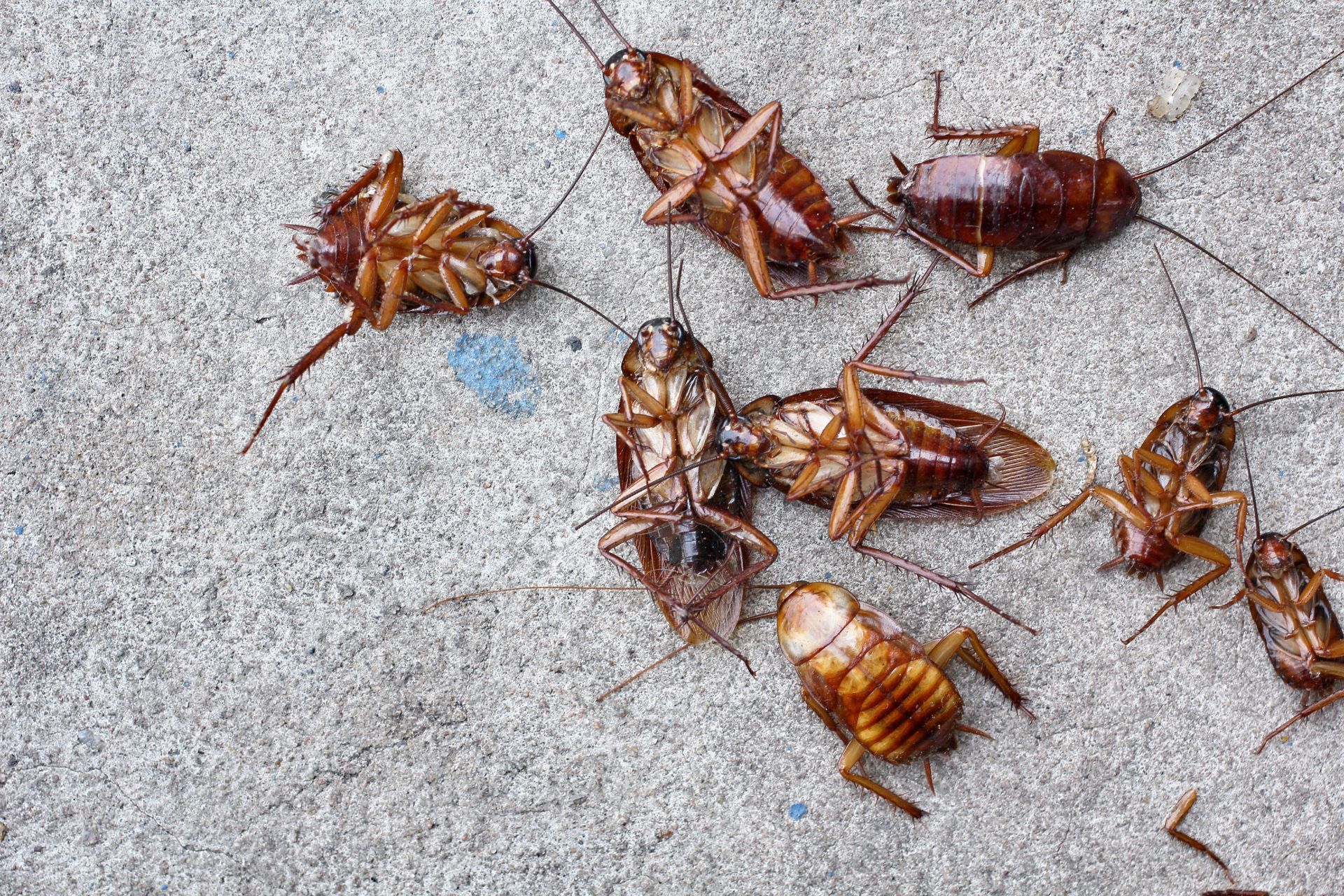 Several dead cockroaches on a gray concrete surface