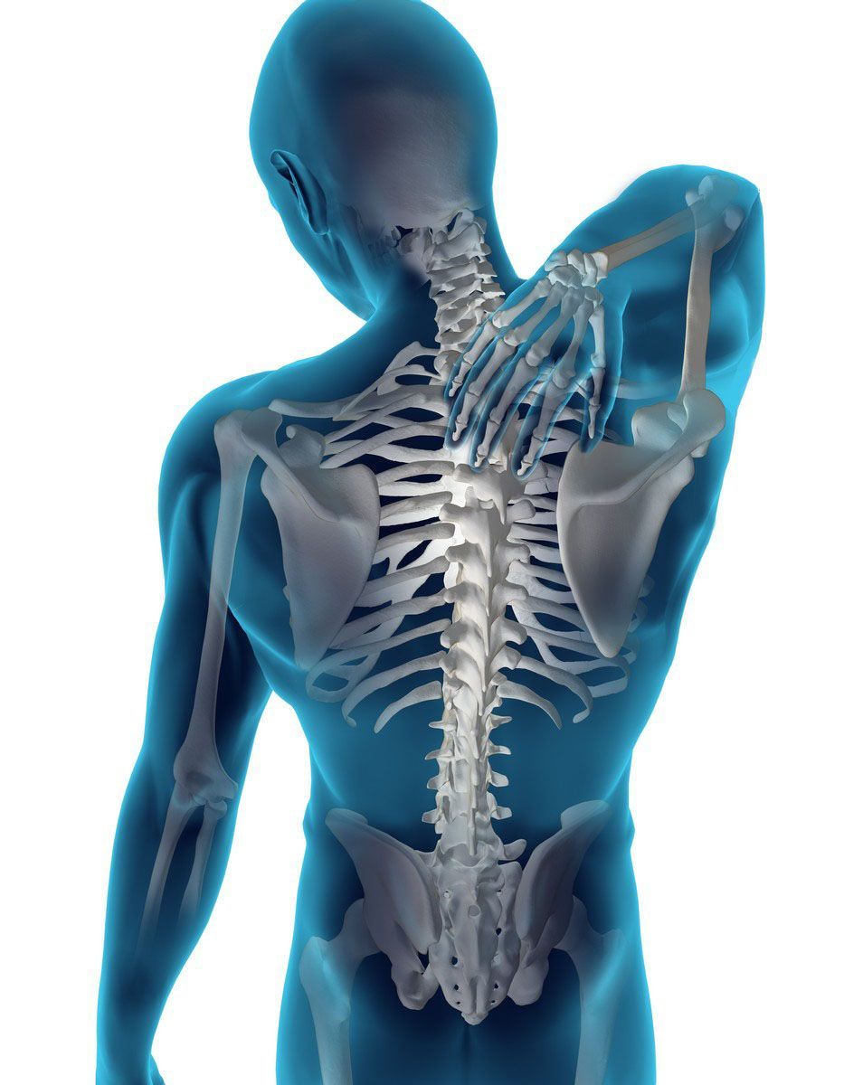 A rendered image of a blue body showing a diagram of the bones inside the body, touching its back. 