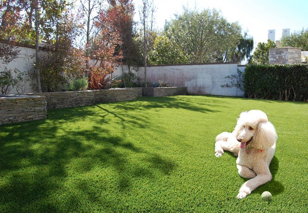 White poodle resting on green grass in a backyard, with a tennis ball nearby.