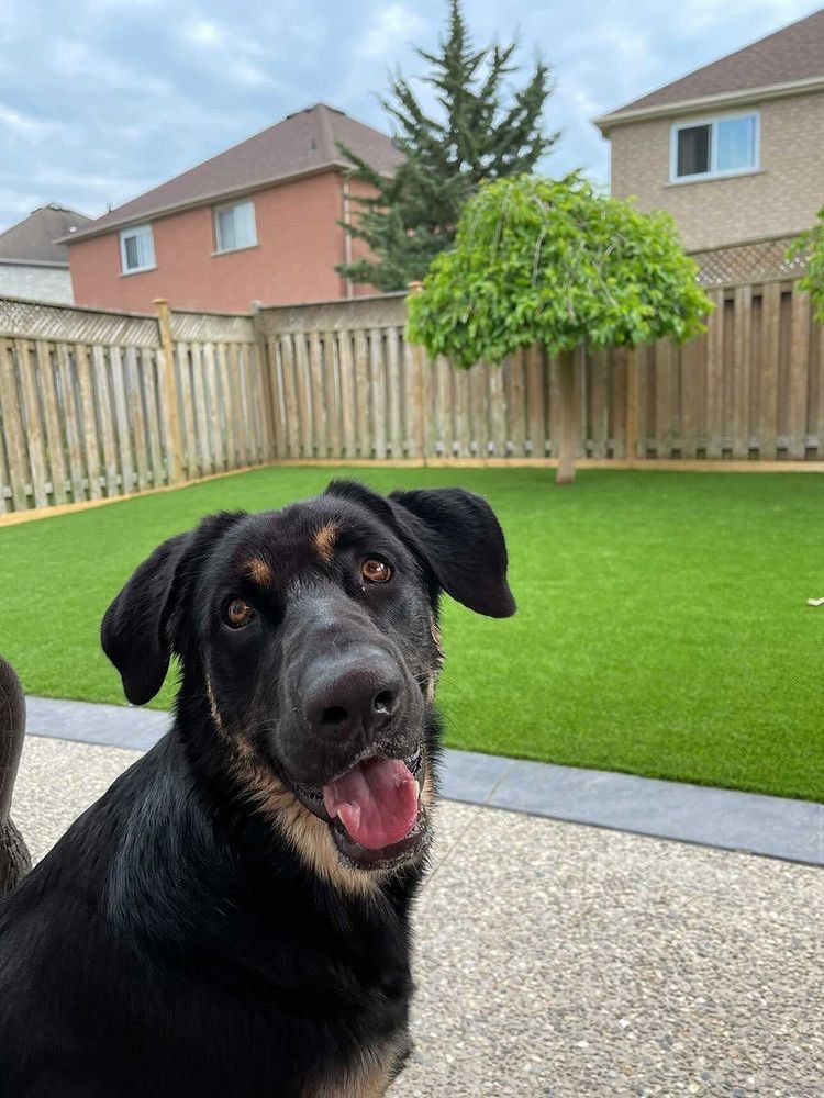 Black and tan dog with open mouth, smiling in a backyard with green grass and a wooden fence.